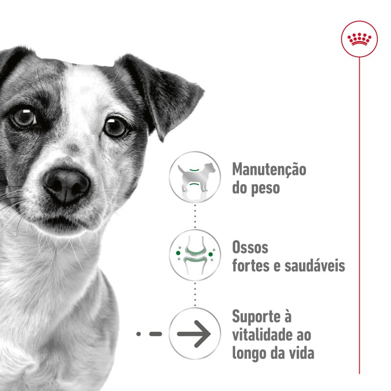 Royal Canin Mini Ageing 12+ - Ração seca para cão sénior