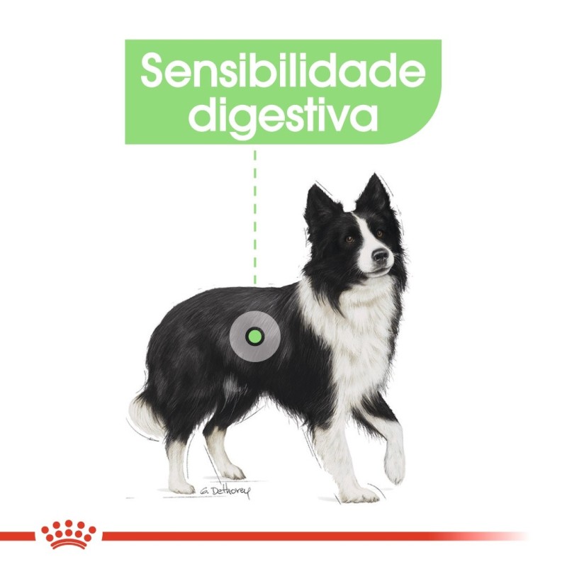 Royal Canin Digestive Care Medium Adult - Ração seca para cão de porte médio com sensibilidade digestiva