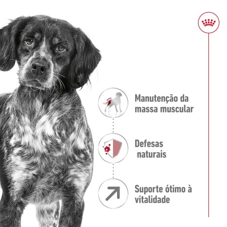 Royal Canin Medium Adult 7+ - Raçao seca para cão maduro de raça média