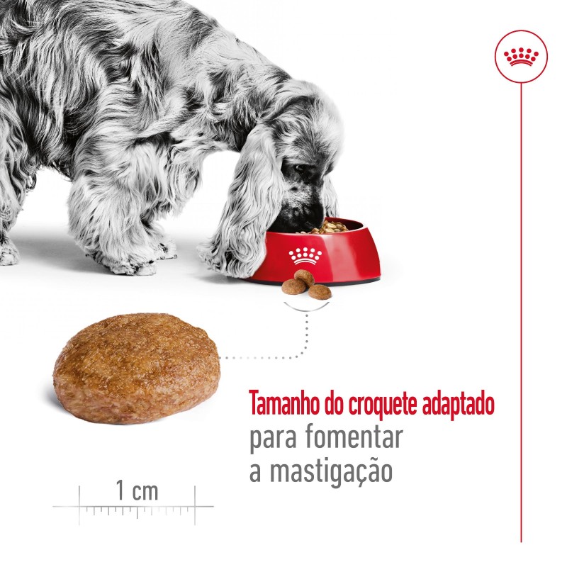 Royal Canin Medium Adult 7+ - Raçao seca para cão maduro de raça média