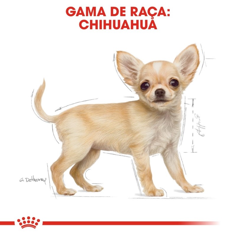 Royal Canin Chihuahua Puppy - Ração seca para cachorro de raça