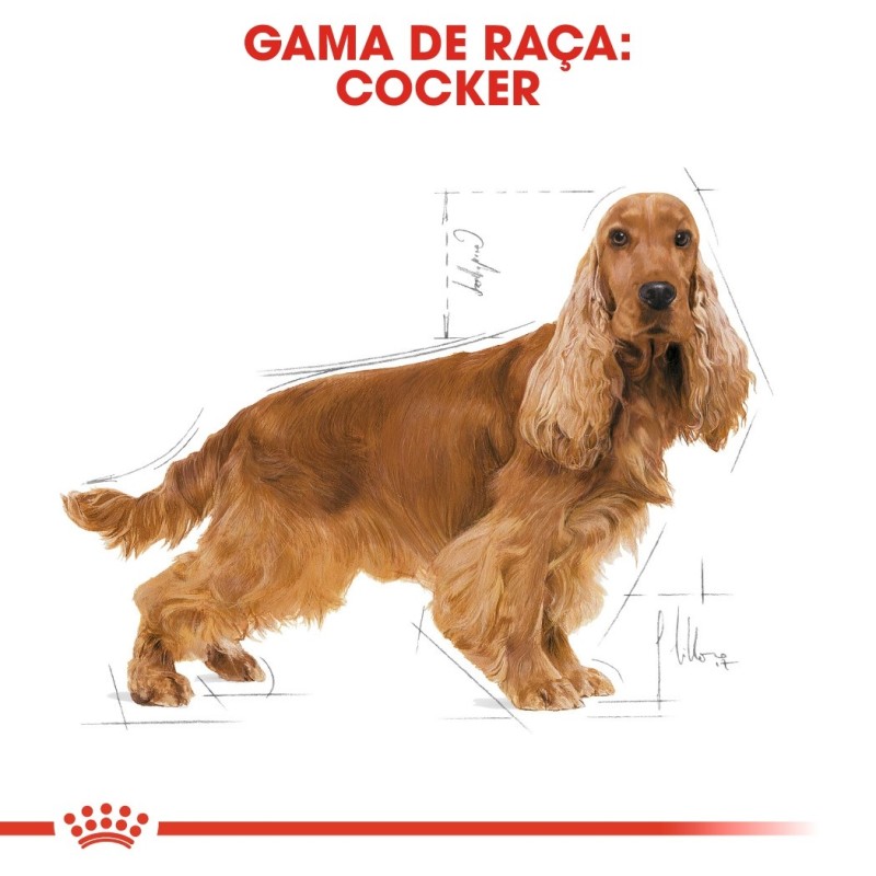 Royal Canin Cocker Adult - Ração seca para cão de raça