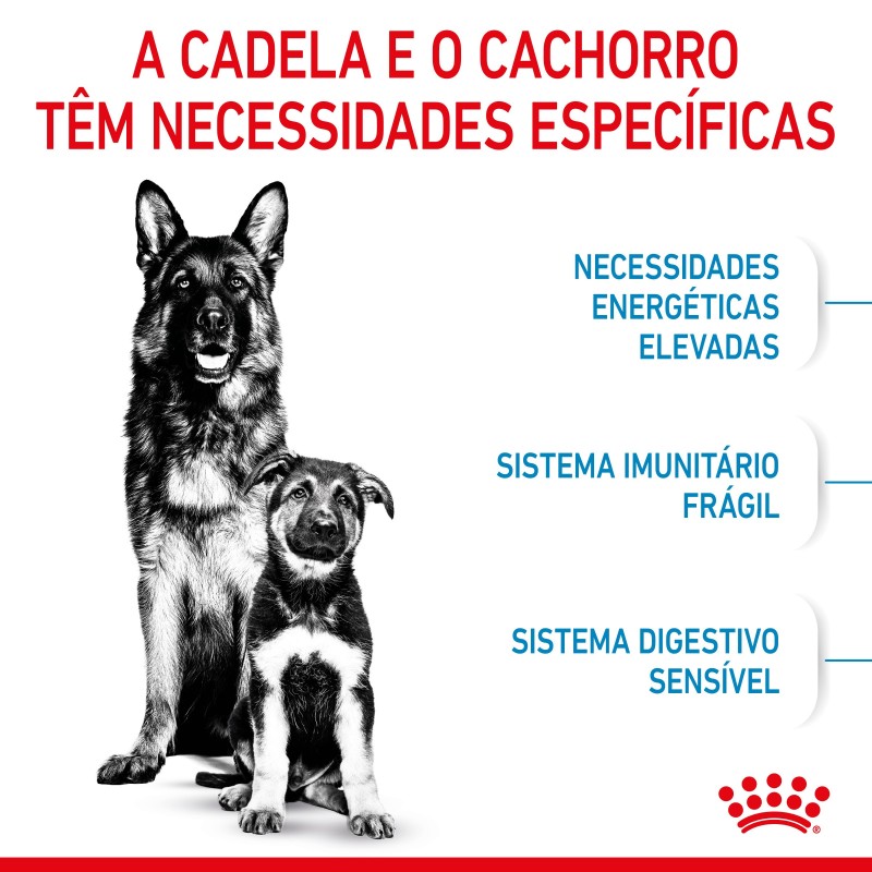 Royal Canin Starter Mother & Babydog Maxi - Ração seca para cachorro recém-nascido e cadela gestante/lactante de porte grande