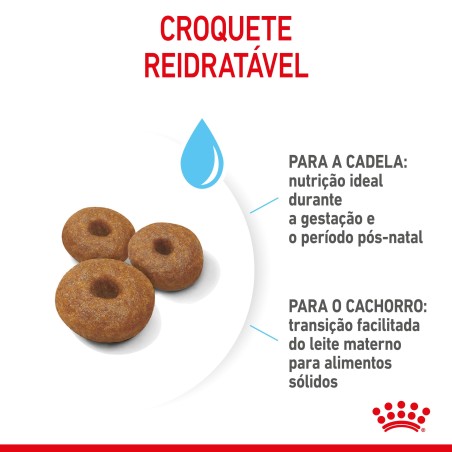 Royal Canin Starter Mother & Babydog Maxi - Ração seca para cachorro recém-nascido e cadela gestante/lactante de porte grande