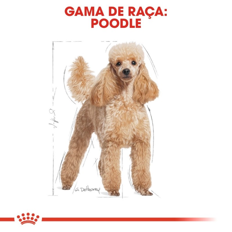 Royal Canin Poodle/Caniche Adult - Ração seca para cão de raça