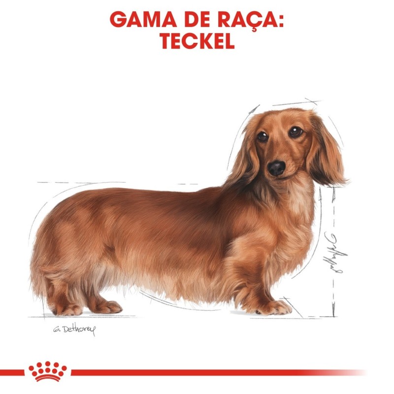 Royal Canin Dachshund Adult - Ração seca para cão de raça