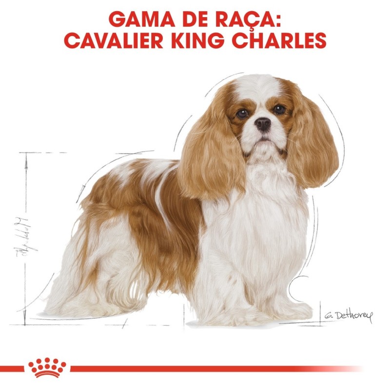 Royal Canin Cavalier King Charles Adult - Ração seca para cão de raça