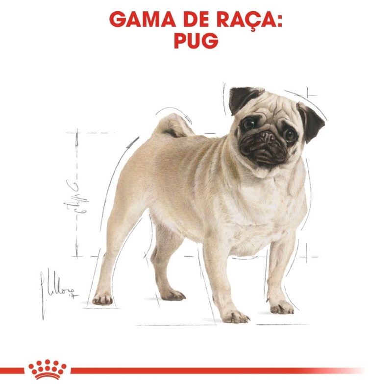 Royal Canin Pug Adult - Ração seca para cão de raça