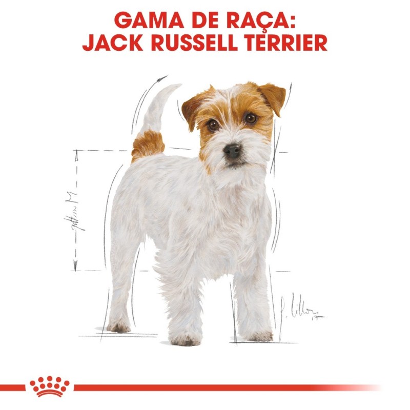 Royal Canin Jack Russel Terrier Adult - Ração seca para cão de raça