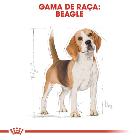 Royal Canin Beagle Adult - Ração seca para cão de raça