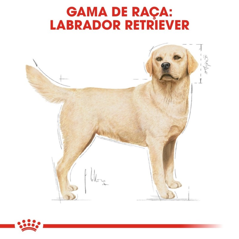 Royal Canin Labrador Retriever Adult - Ração seca para cão de raça