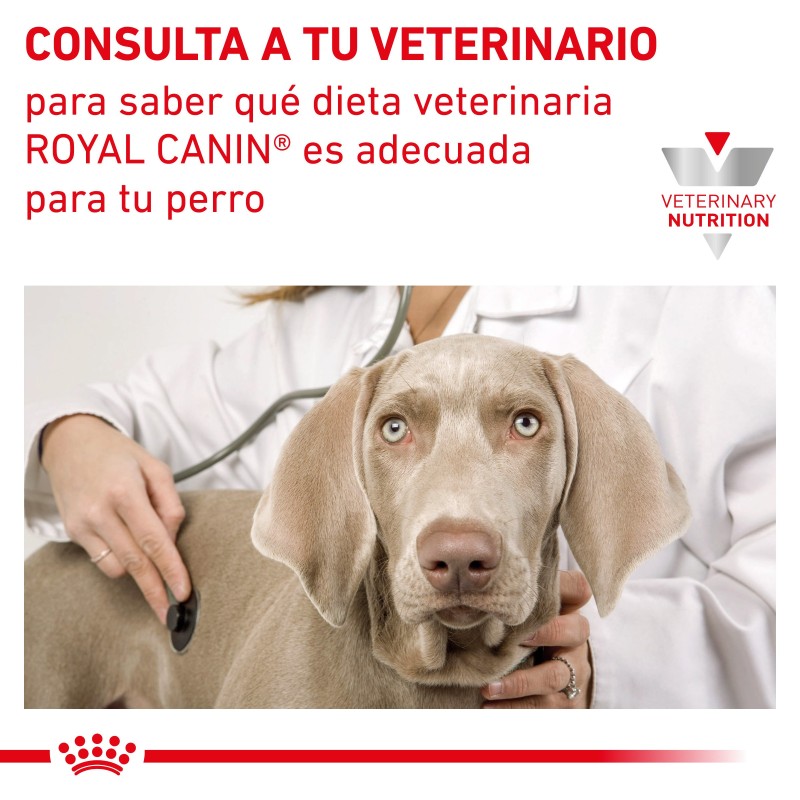 Royal Canin VET Renal Special - Ração seca para cão adulto com doença renal