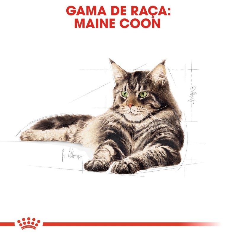 Royal Canin Maine Coon - Ração seca para gato adulto de raça