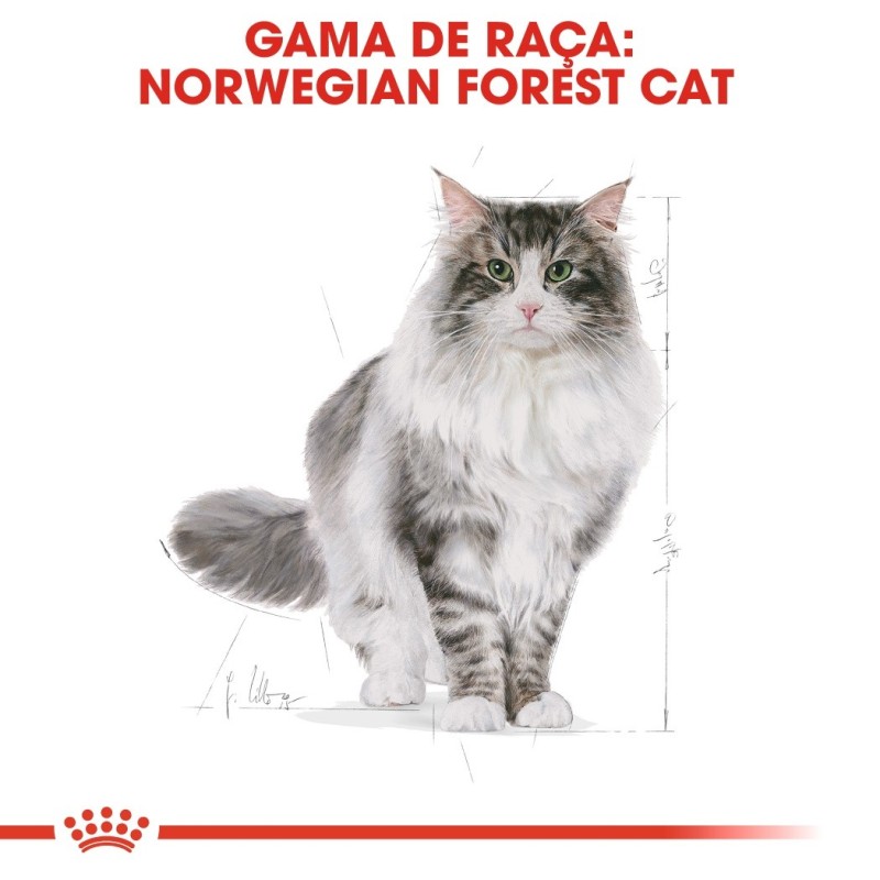 Royal Canin Norwegian Forest - Ração seca para gato de raça