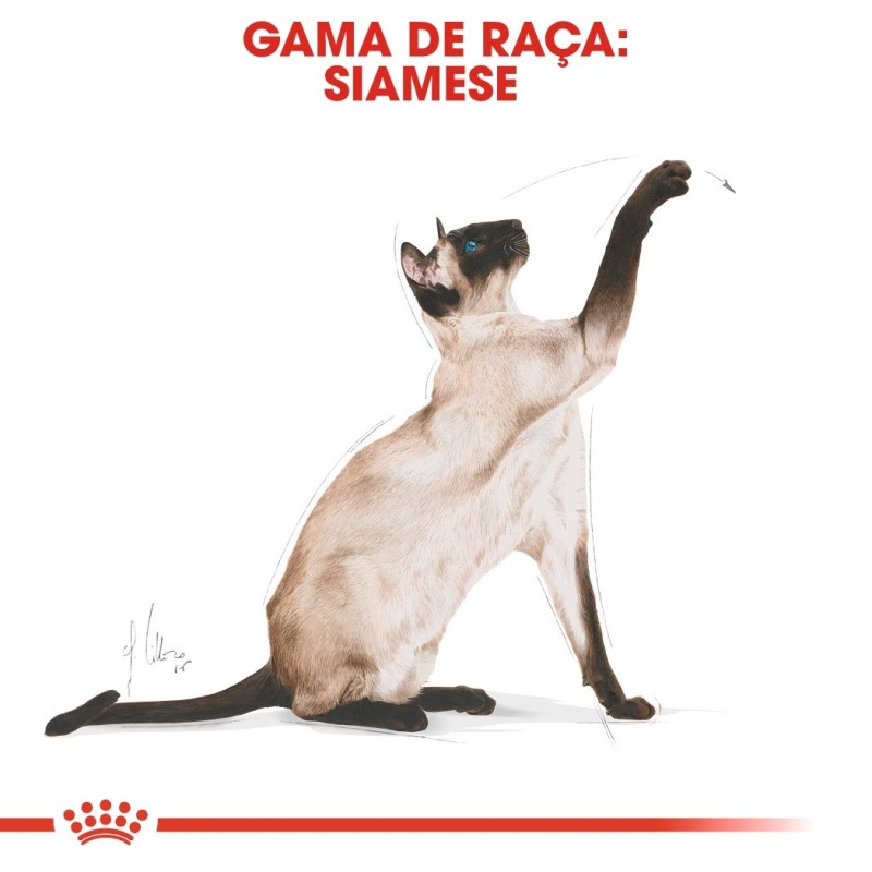 Royal Canin Siamese Adult - Ração seca para gato de raça