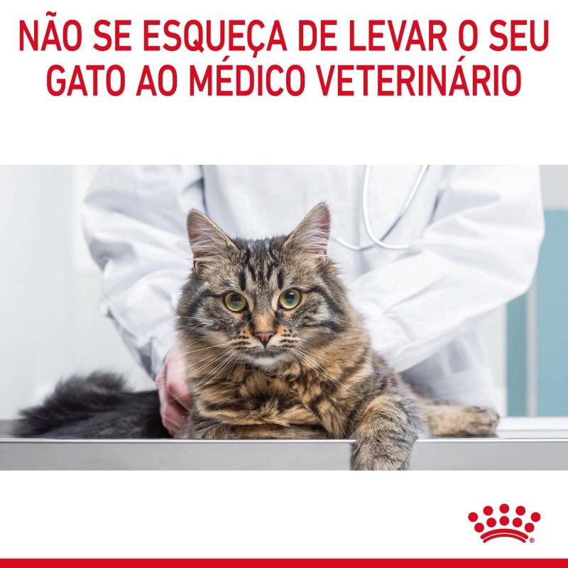 Royal Canin Digestive Care - Alimento em molho para gato adulto com sensibilidade digestiva