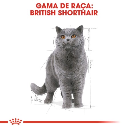 Royal Canin British Shorthair Adult - Alimento em molho para gato de raça