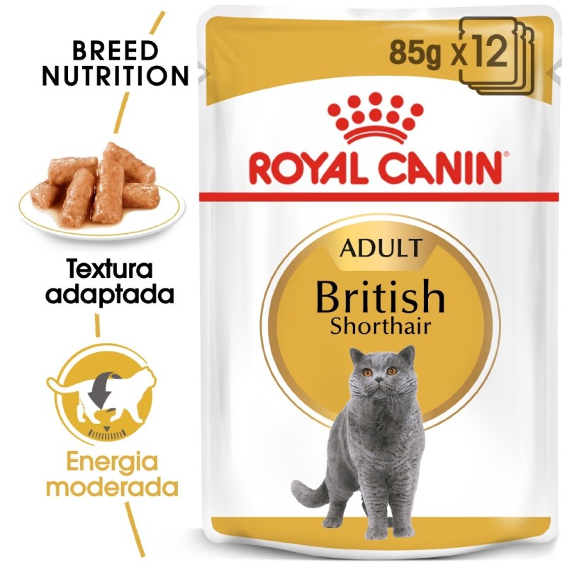 Royal Canin British Shorthair Adult - Alimento em molho para gato de raça