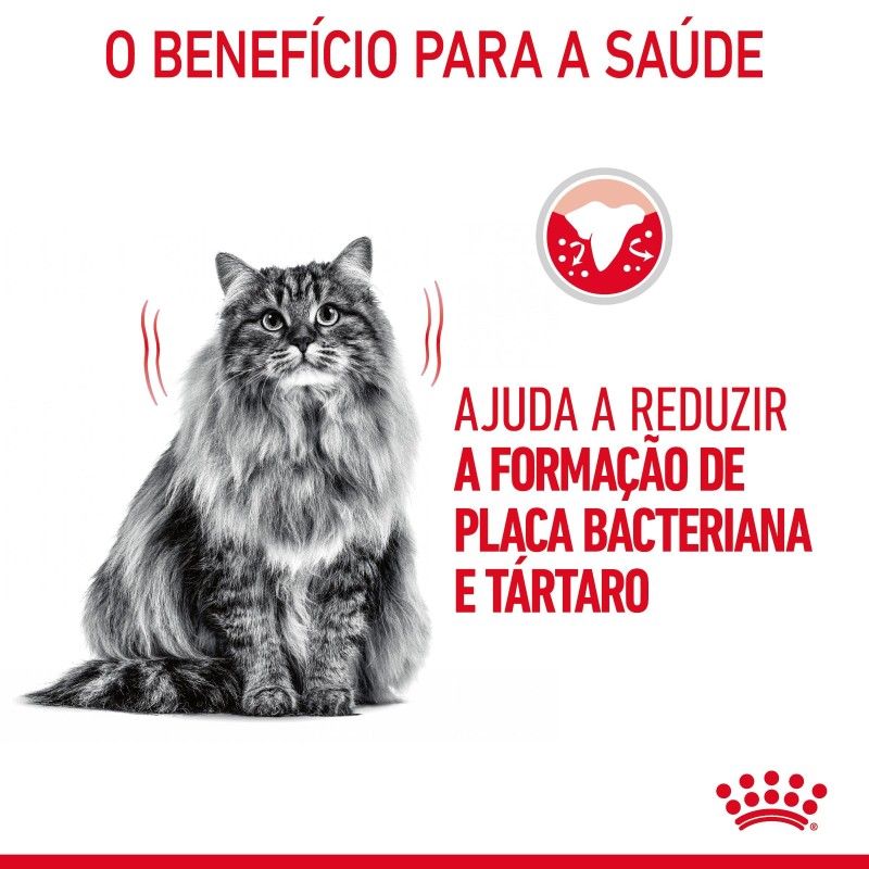 Royal Canin Dental Care - Ração seca para gato adulto com sensibilidade dental