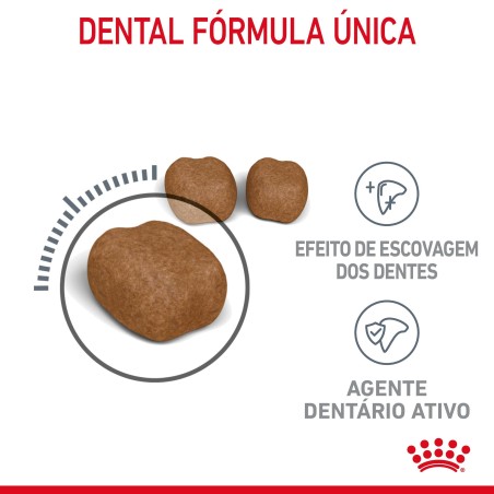 Royal Canin Dental Care - Ração seca para gato adulto com sensibilidade dental