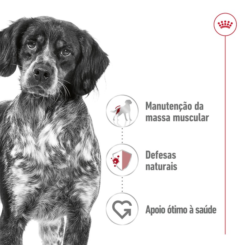 Royal Canin Medium Adult - Alimento em molho para cão de porte médio