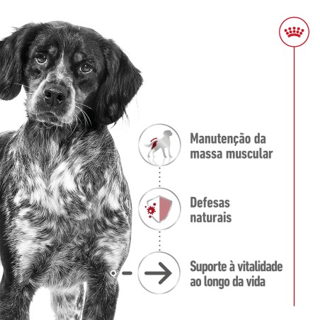 Royal Canin Medium Ageing 10+ - Alimento em molho para cão de porte médio com mais de 10 anos