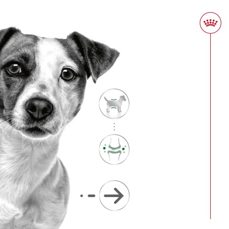 Royal Canin Mini Ageing 12+ - Alimento em molho para cão de porte pequeno com mais de 12 anos