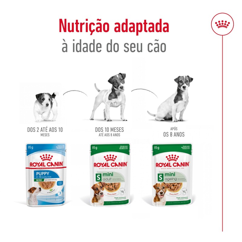 Royal Canin Mini Ageing 12+ - Alimento em molho para cão de porte pequeno com mais de 12 anos