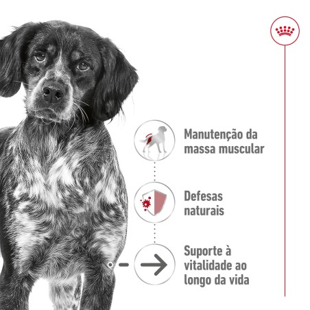 Royal Canin Medium Ageing 10+  - Ração seca para cão sénior de porte médio com mais de 10 anos