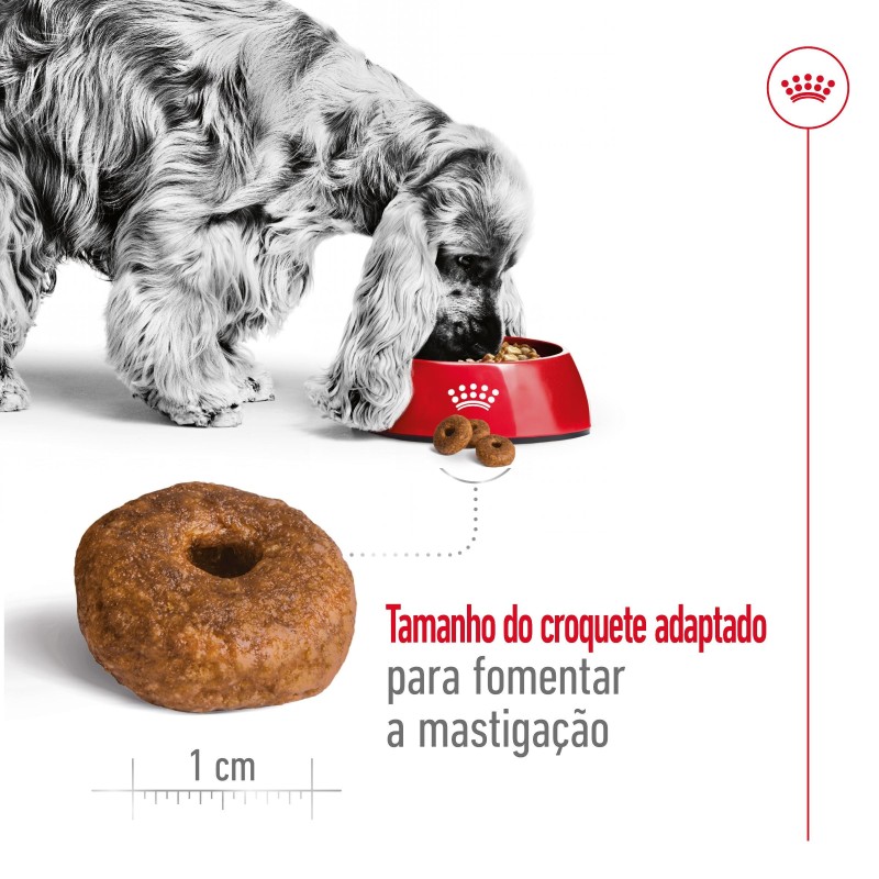 Royal Canin Medium Ageing 10+  - Ração seca para cão sénior de porte médio com mais de 10 anos