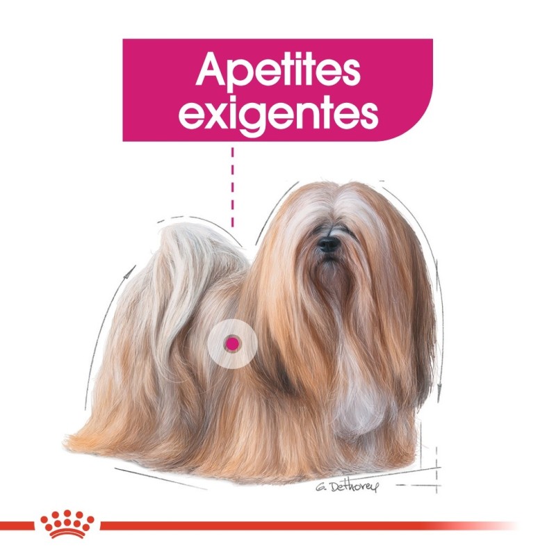 Royal Canin Exigent Mini Adult - Ração seca para cão de porte pequeno com apetite exigente