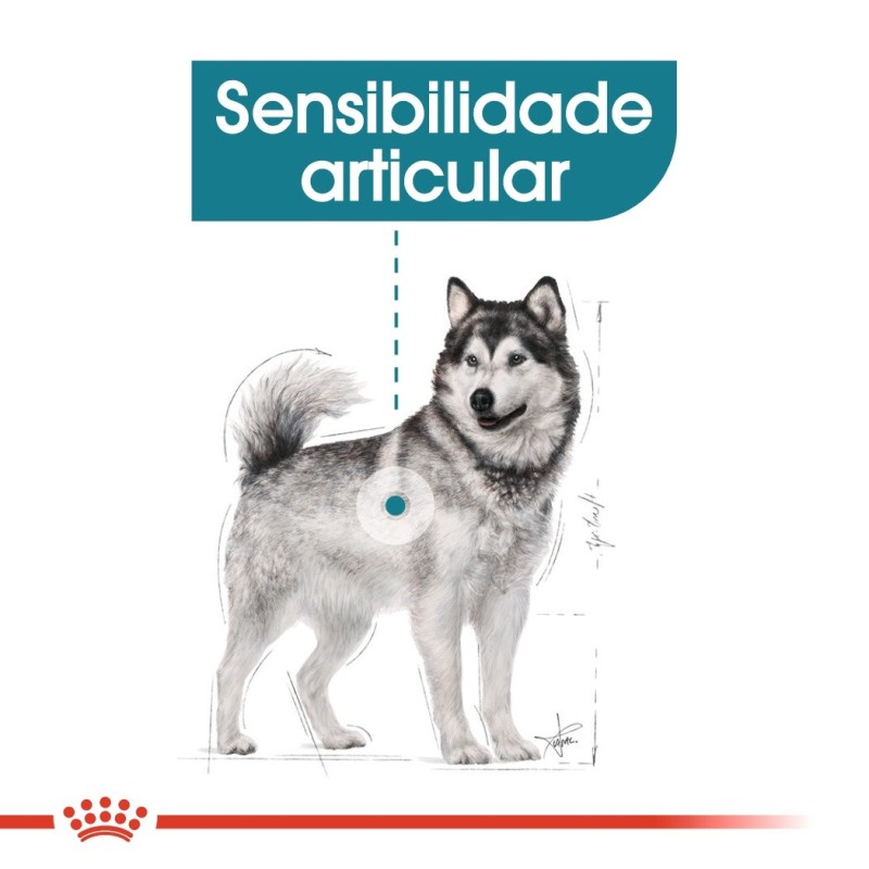 Royal Canin Joint Care Maxi Adult - Ração seca para cão de porte grande com sensibilidade articular