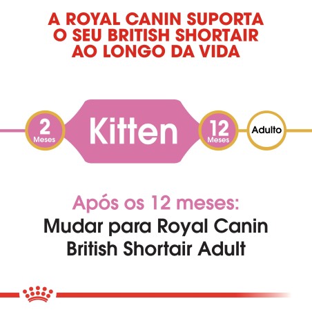 Royal Canin British Shorthair Kitten - Ração seca para gatinhos de raça