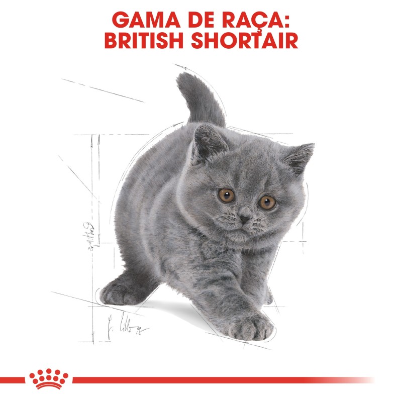 Royal Canin British Shorthair Kitten - Ração seca para gatinhos de raça