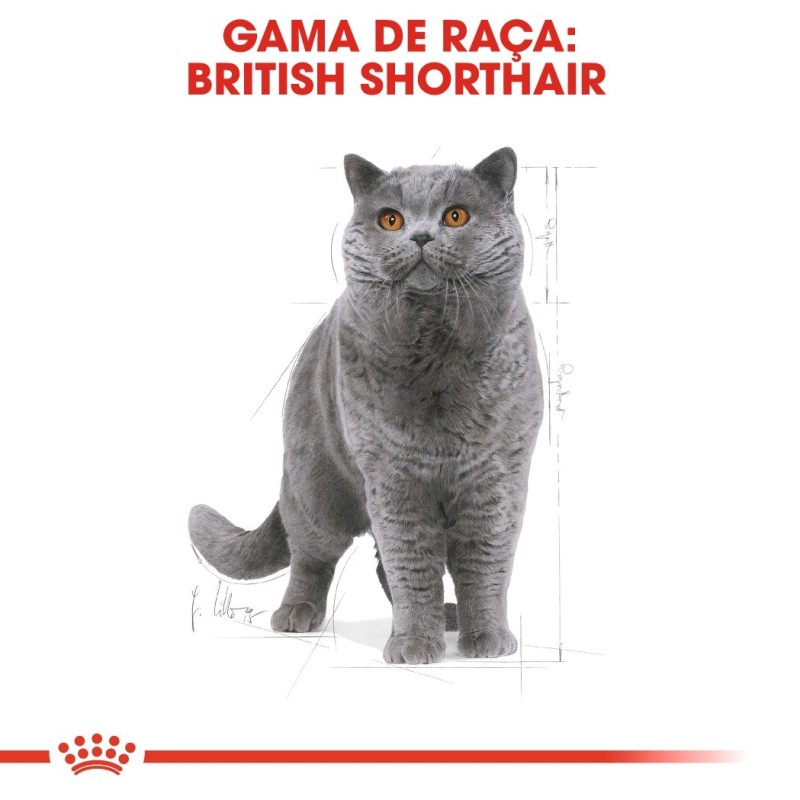 Royal Canin British Shorthair Adult - Ração seca para gato de raça