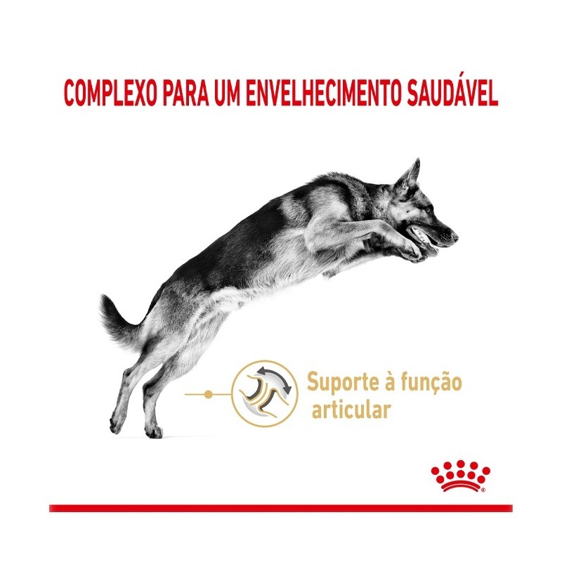 Royal Canin Pastor Alemão Adult 5+ - Ração seca para cão de raça com mais de 5 anos