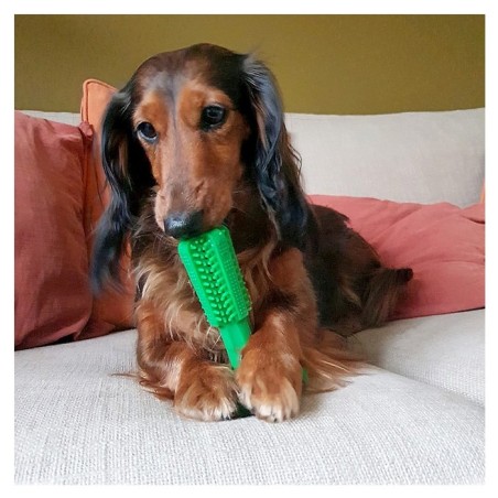 Escova mordedora para cães - Duvo Plus