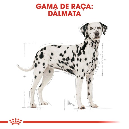 Royal Canin Dálmata Adult - Ração seca para cão de raça