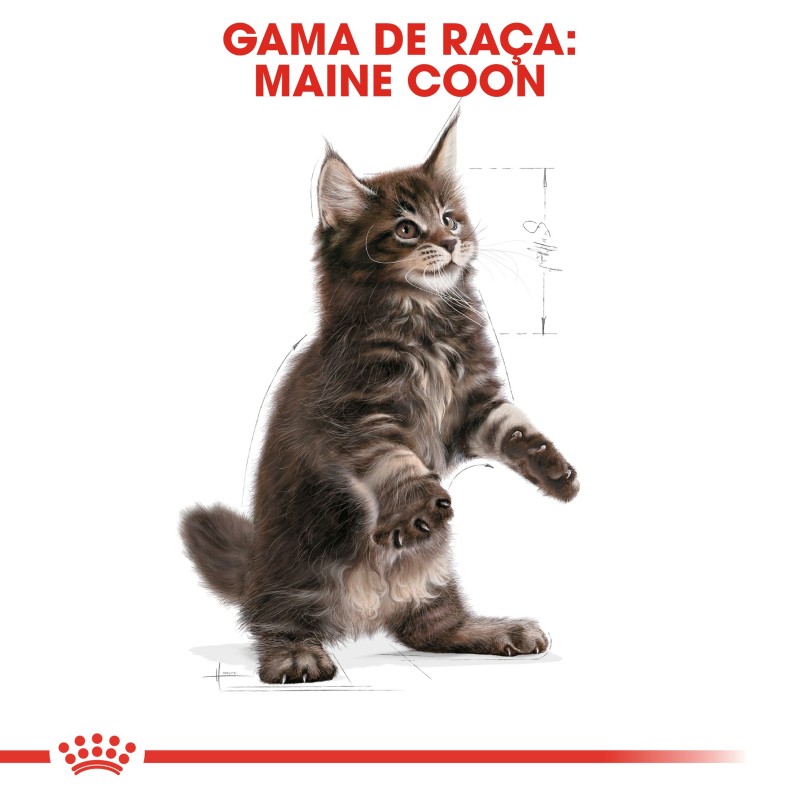 Royal Canin Maine Coon Kitten - Ração seca para gatinhos de raça