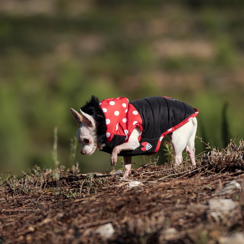 Casaco Minnie Mouse para cão - Disney