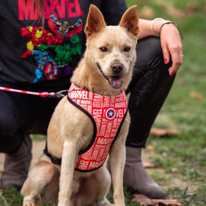 Peitoral reversível Capitão América para cão - Marvel