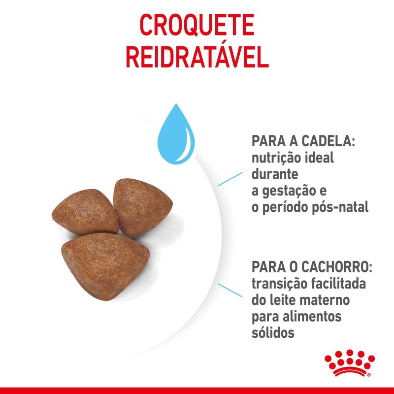 Royal Canin Starter Mother & Babydog Mini - Ração seca para cachorro recém-nascido e cadela gestante/lactante de porte pequeno