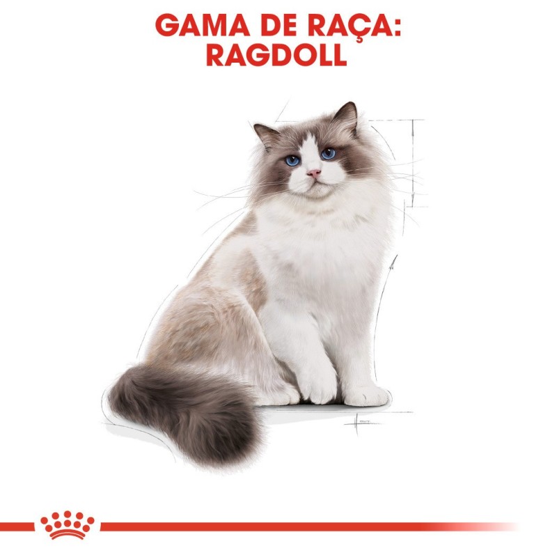 Royal Canin Ragdoll Adult - Ração seca gato de raça