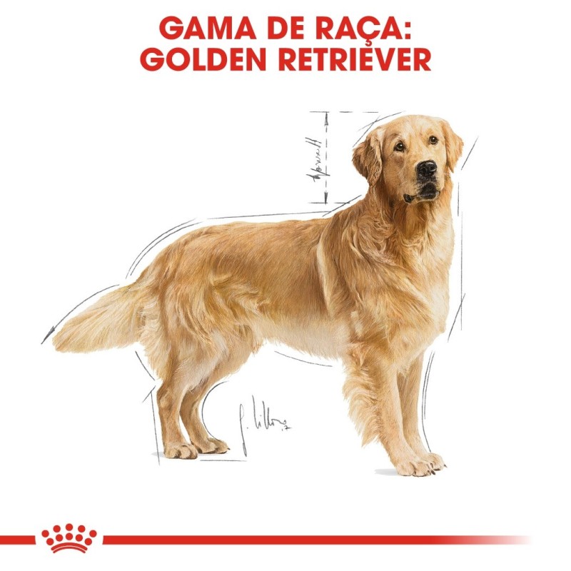 Royal Canin Golden Retriever Adult - Ração seca para cão de raça