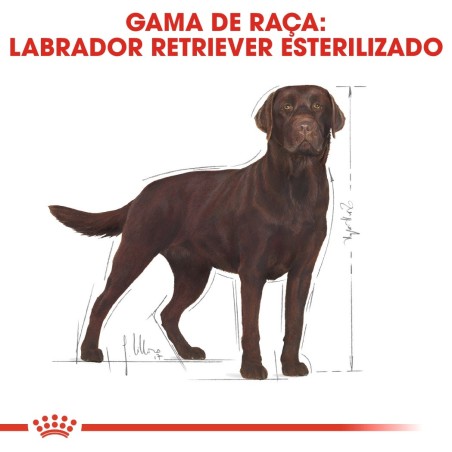 Royal Canin Labrador Retriever Sterilised Adult - Ração seca para cão esterilizado de raça